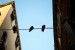 hanging_on_reduced