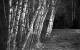 hanging_on_reduced