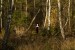 hanging_on_reduced